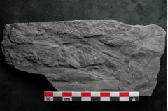 Foto (Detailansicht) von Noeggerathia palmaeformis Goeppert (NHMW-GEO-2024-0188-10735)